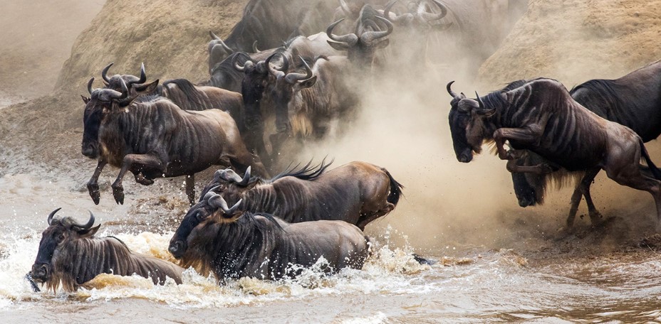 Great Wildebeest Migration in Serengeti