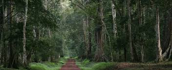Budongo Forest