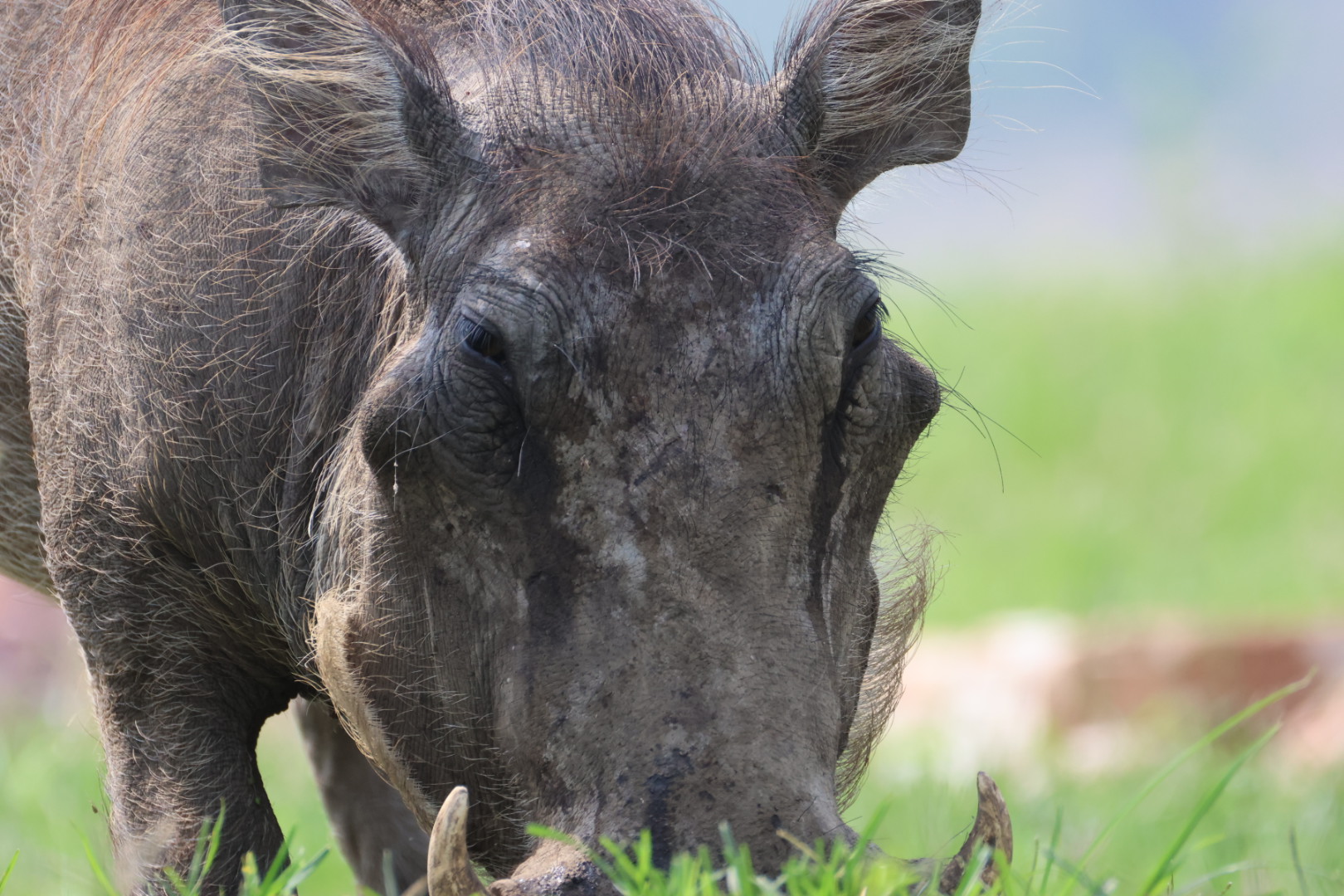 Nile River Landscape