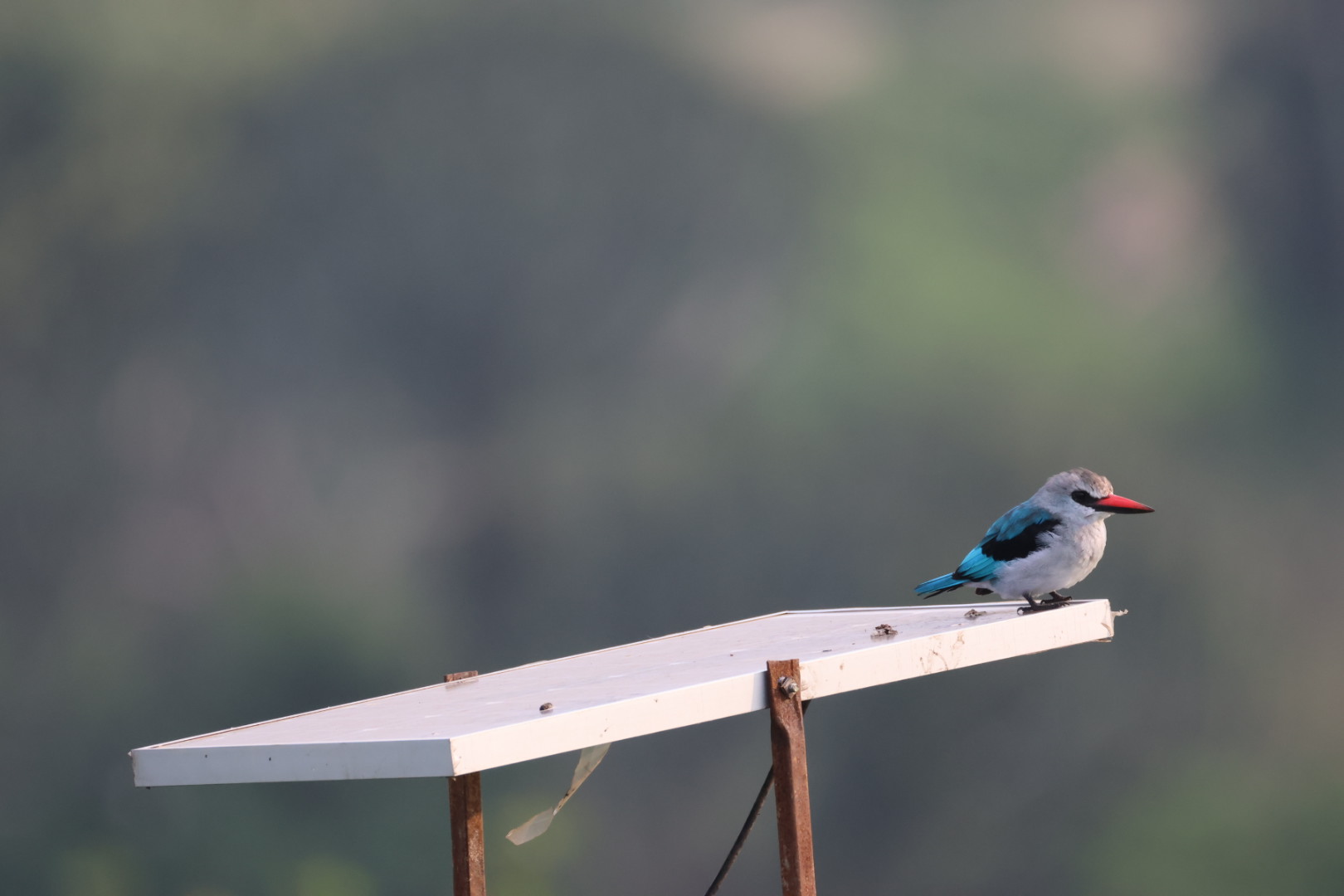 Bwindi Impenetrable Forest