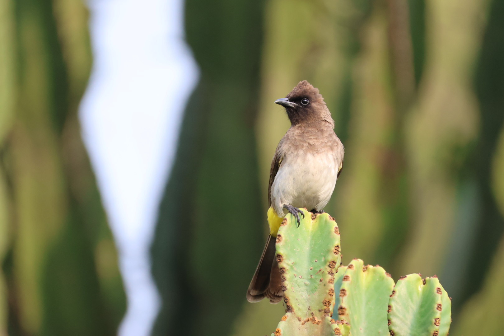 Bwindi Forest Canopy
