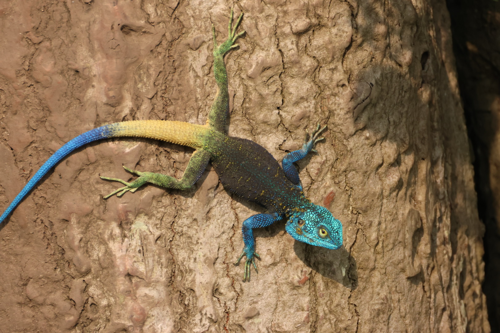 Bwindi Forest Wildlife