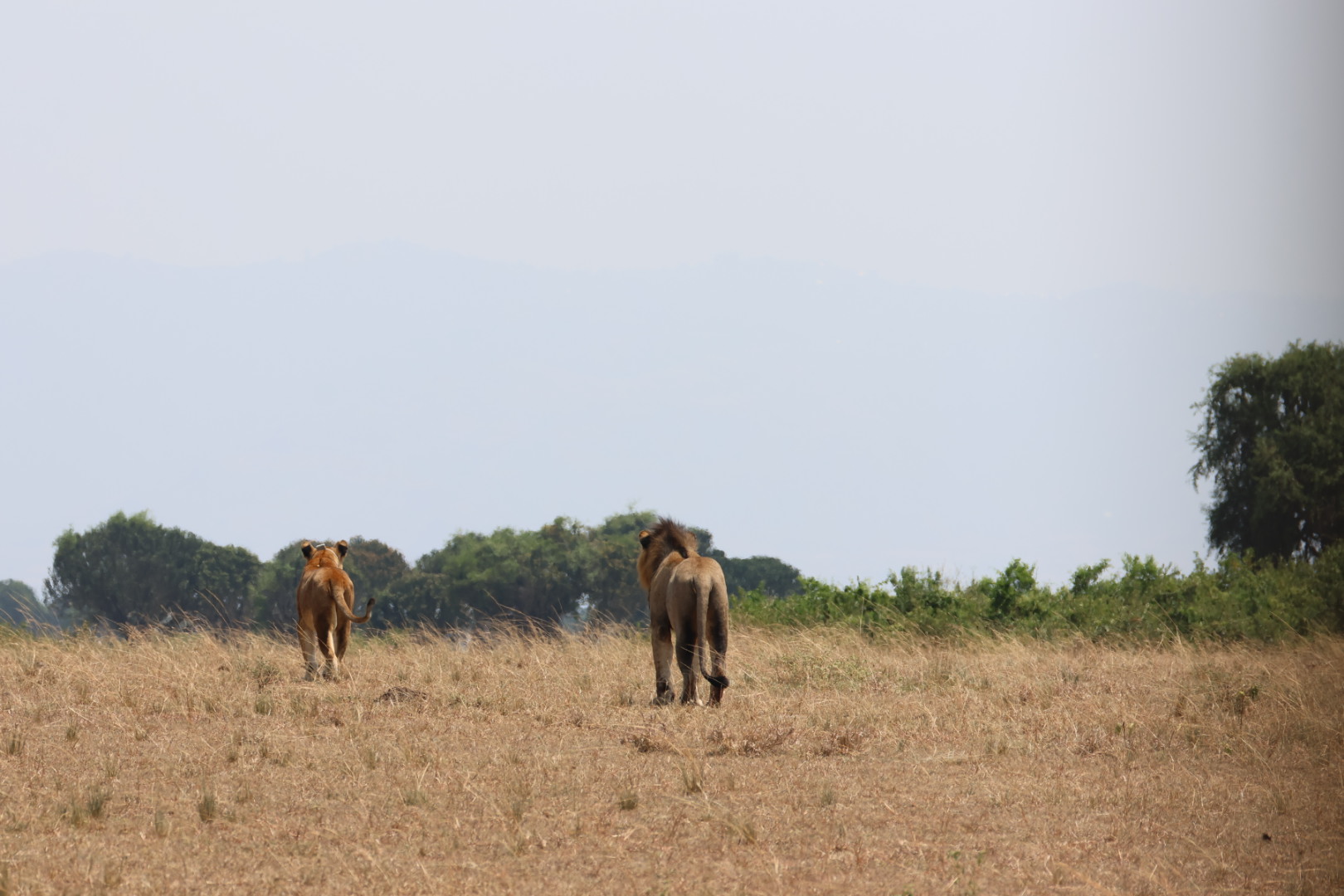 Bwindi Impenetrable Forest