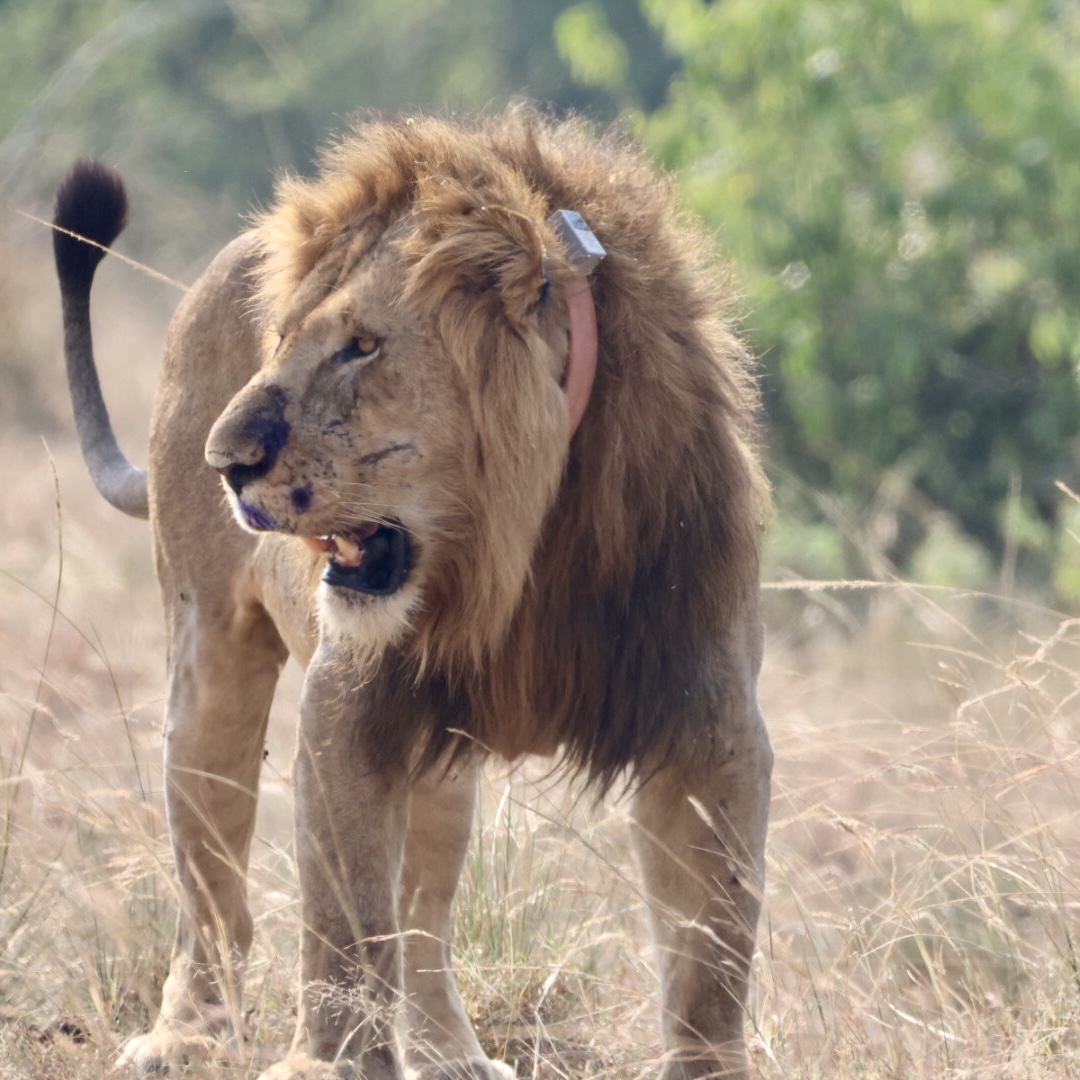 Bwindi Forest Wildlife