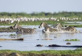 Lake Manyara National Park