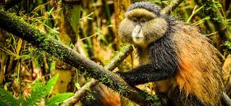 Mgahinga Golden Monkeys