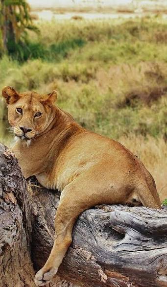 Nyerere National Park
