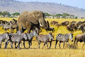 Migration Photography