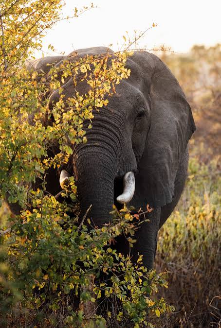 Ruaha National Park