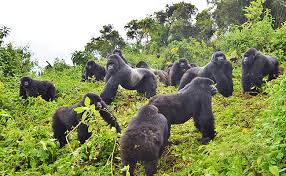 Gorilla Wildlife