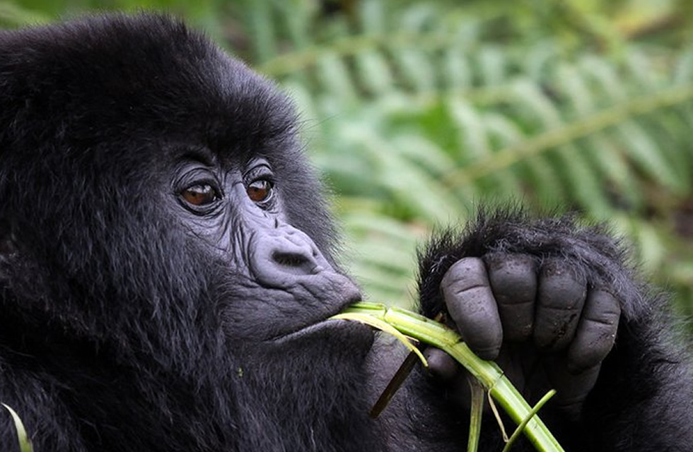 Planning a Gorilla Trek Before or After the World Cup