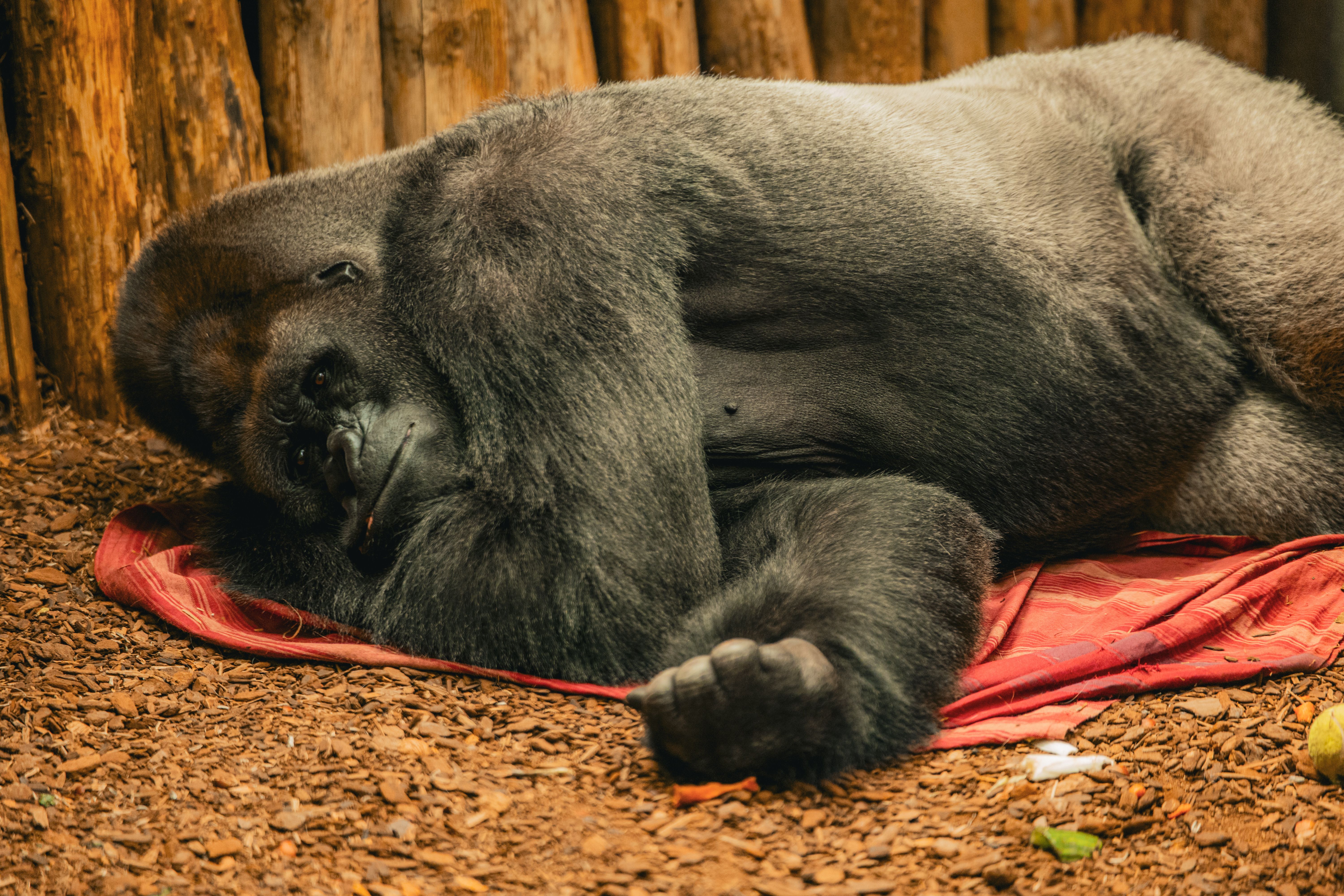Gorilla Conservation and Health Measures in Congo
